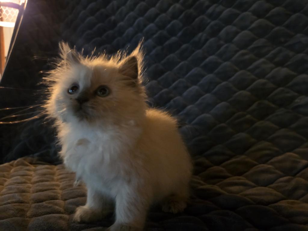 Spooks Kitties photo 1
