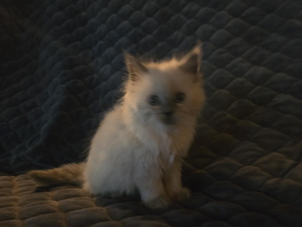 Spooks Kitties photo 2