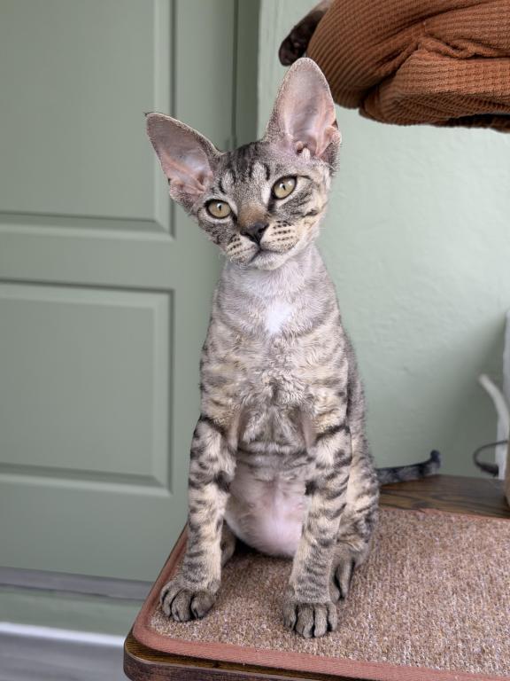 Devon Rex Tabby Male And Female photo 4