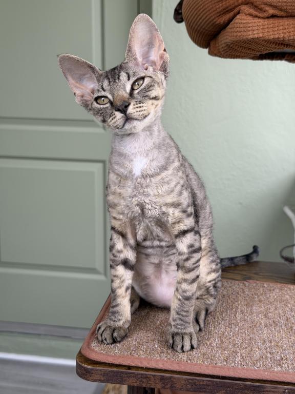 Devon Rex Tabby Male And Female photo 3