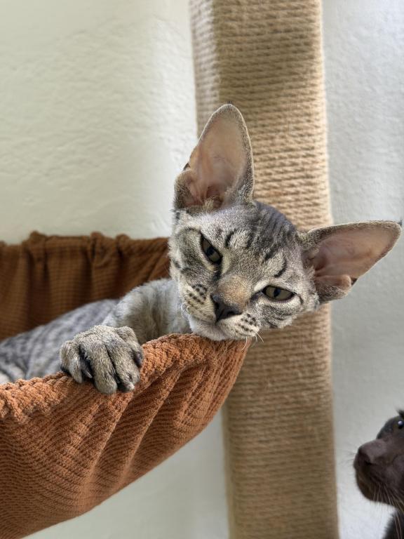 Devon Rex Tabby Male And Female photo 1