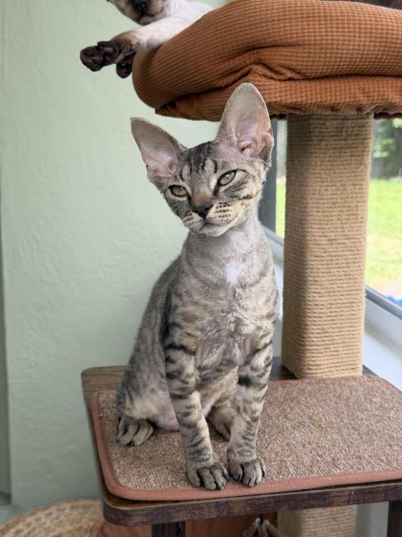 Devon Rex Tabby Male And Female photo 2