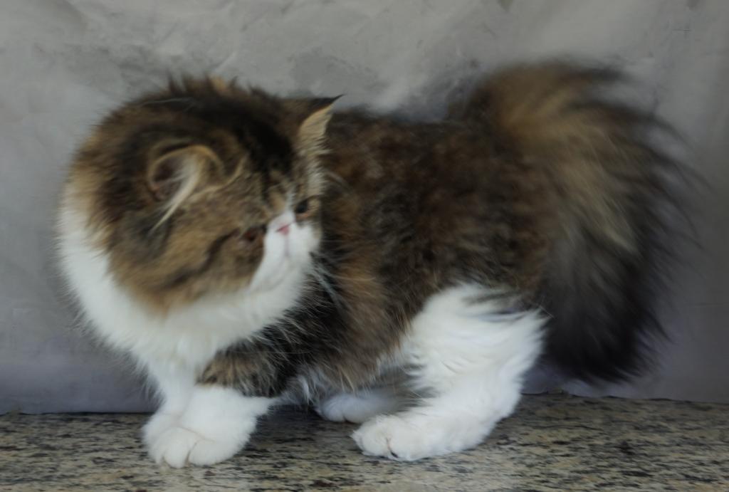 Pommelee     Exotic Longhair photo 1