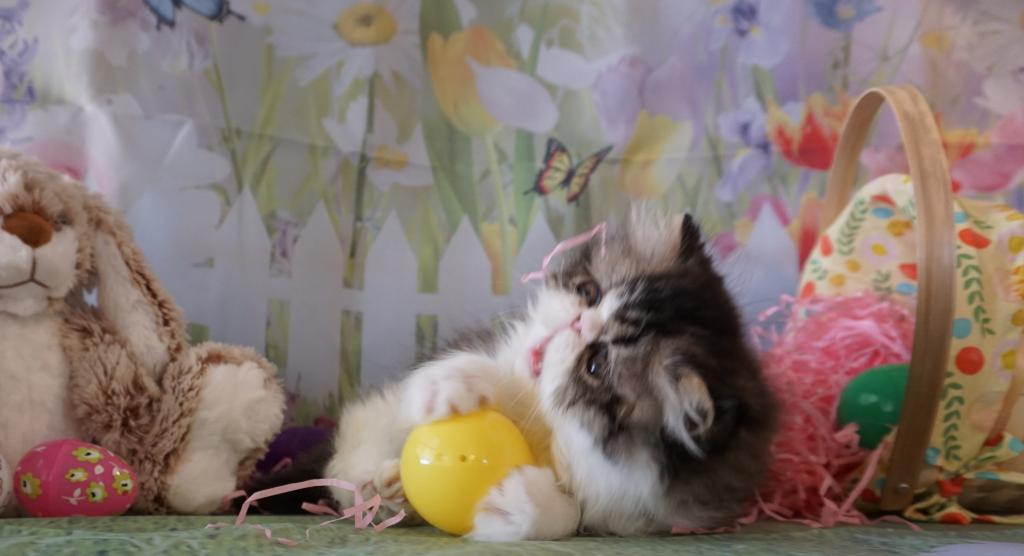Pommelee     Exotic Longhair photo 6