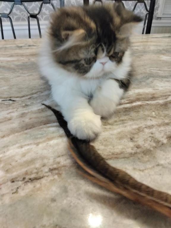 Pommelee     Exotic Longhair photo 4