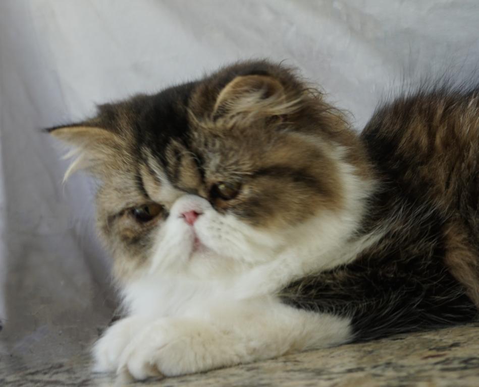 Pommelee     Exotic Longhair photo 2