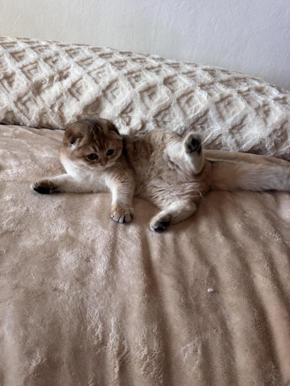 Ashia photo 5