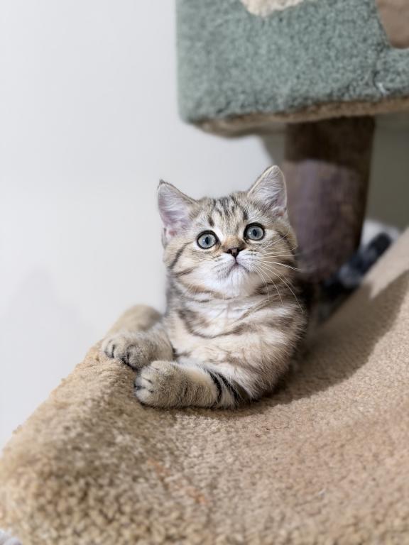 Luna photo 6