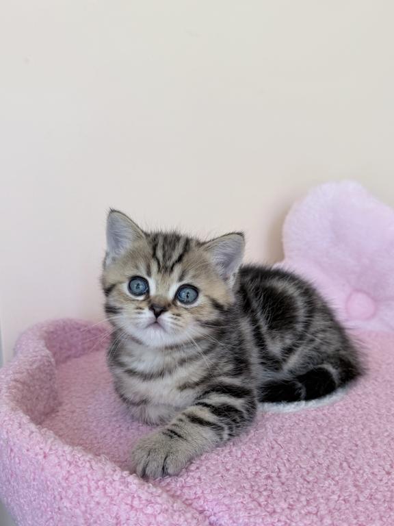 Luna photo 2
