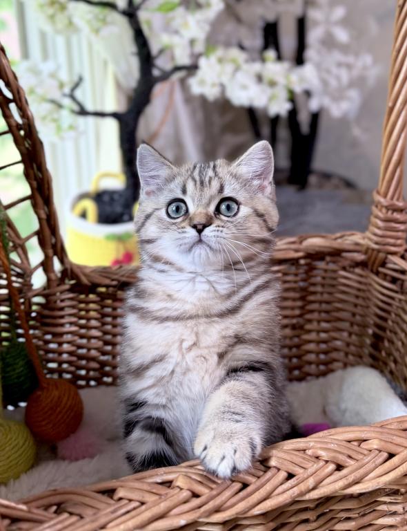 Luna photo 8
