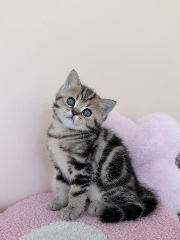 Luna photo 1