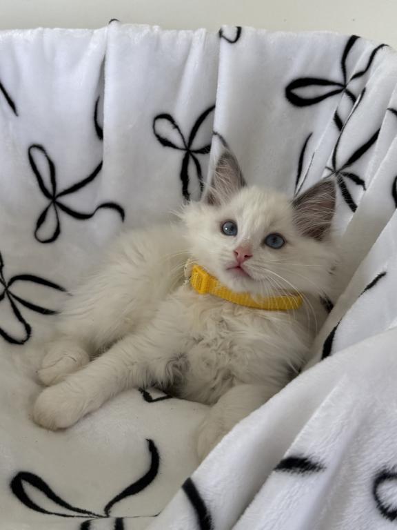 TICA Blue Bicolor Boy Brooks photo 3