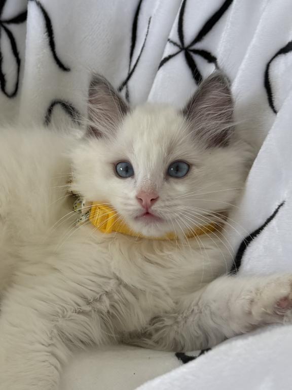 TICA Blue Bicolor Boy Brooks photo 4