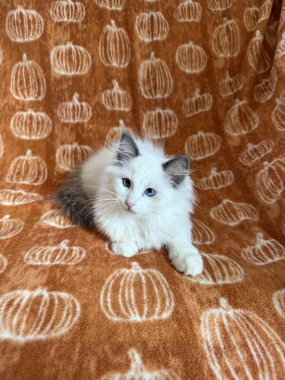 TICA Blue Bicolor Boy Brooks photo 2
