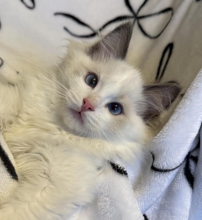TICA Blue Bicolor Boy Brooks photo 1