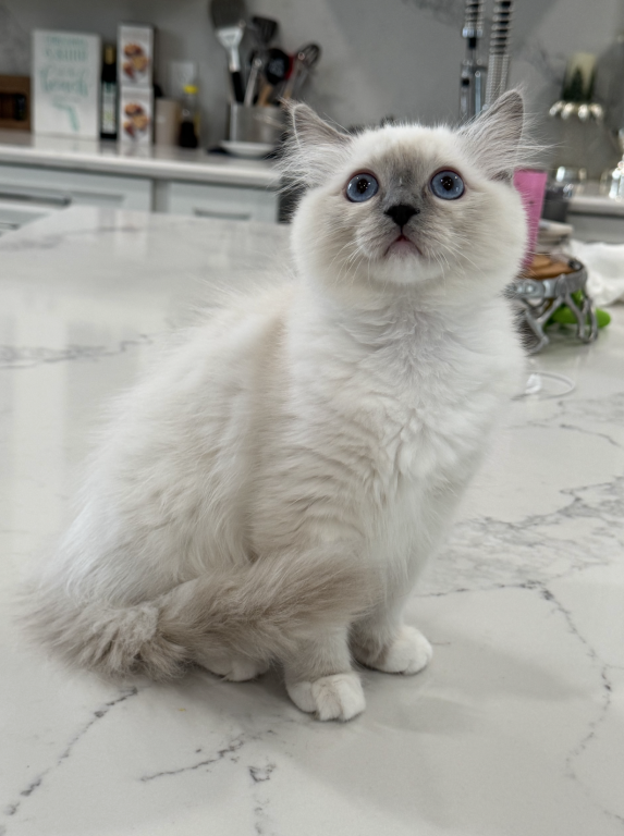 Lilac Blue Ragdoll photo 2