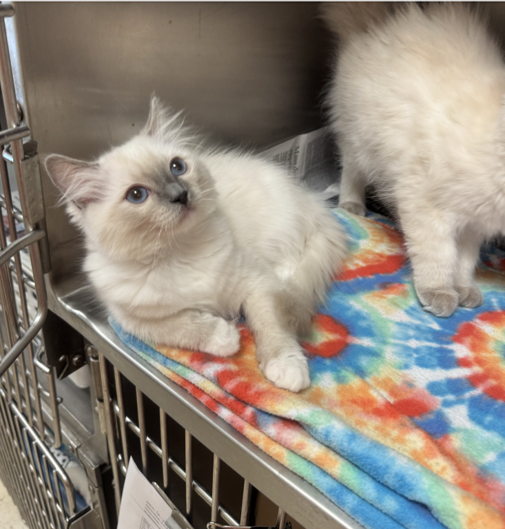 Lilac Blue Ragdoll photo 1