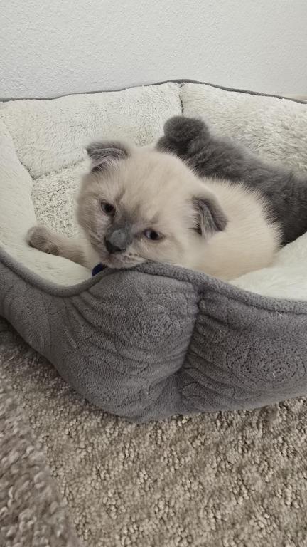 Color Point Scottish Fold Russian Blue Male