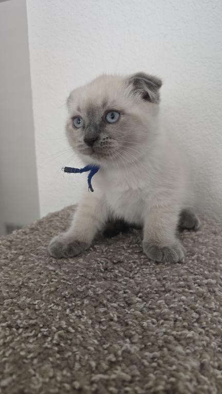 Color Point Scottish Fold Russian Blue Male photo 4