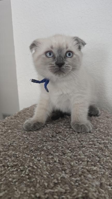 Color Point Scottish Fold Russian Blue Male photo 2