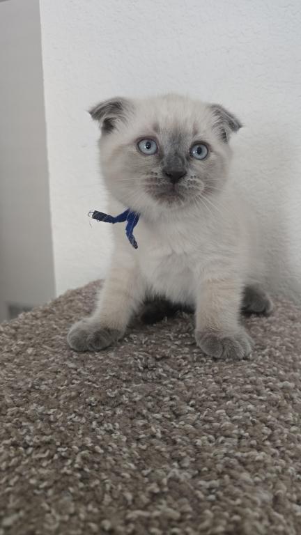 Color Point Scottish Fold Russian Blue Male photo 5