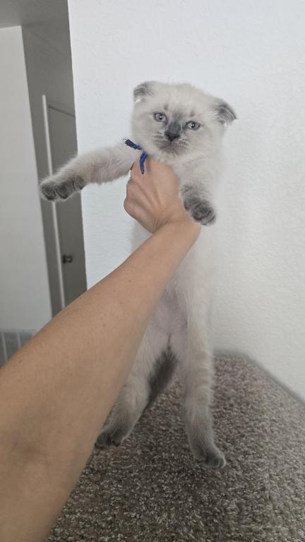 Color Point Scottish Fold Russian Blue Male photo 3