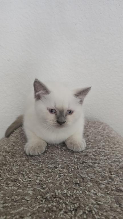 Lilac Point Scottish Straight Russian Blue Male photo 3