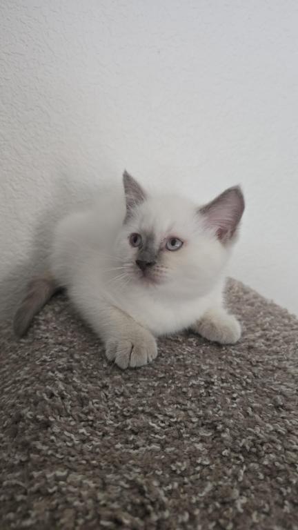 Lilac Point Scottish Straight Russian Blue Male photo 2