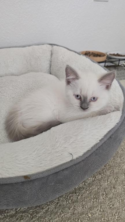 Lilac Point Scottish Straight Russian Blue Male photo 5