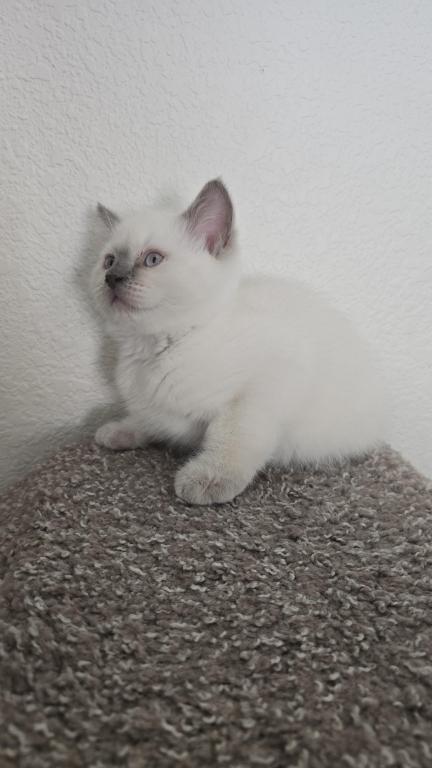 Lilac Point Scottish Straight Russian Blue Male photo 8