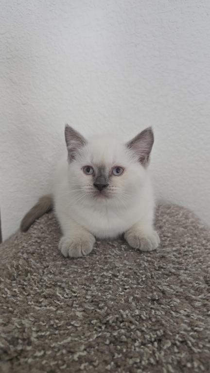Lilac Point Scottish Straight Russian Blue Male photo 4