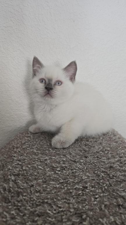 Lilac Point Scottish Straight Russian Blue Male photo 7