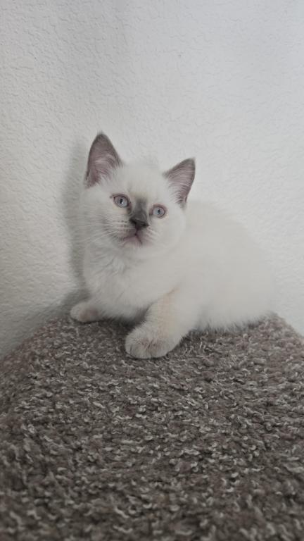 Lilac Point Scottish Straight Russian Blue Male