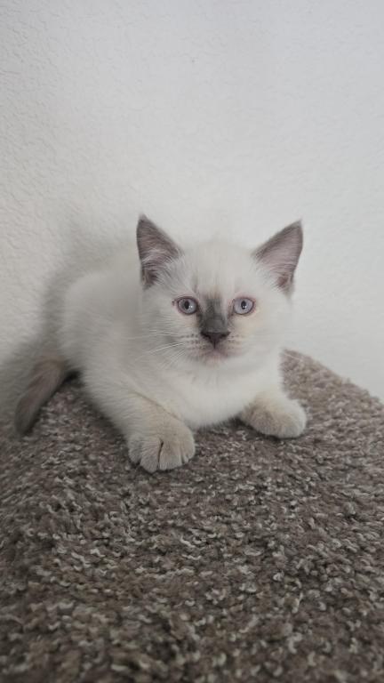 Lilac Point Scottish Straight Russian Blue Male photo 6