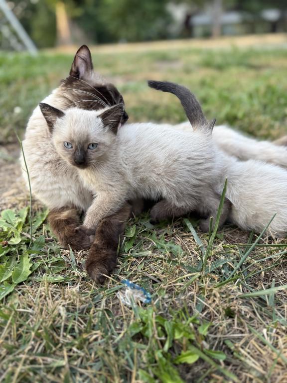 Cute Kitten photo 1