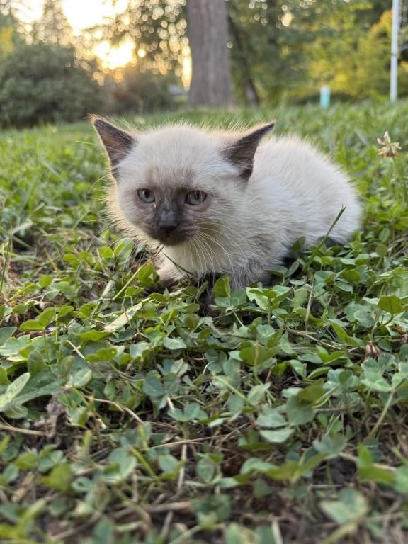 Cute Kitten photo 2