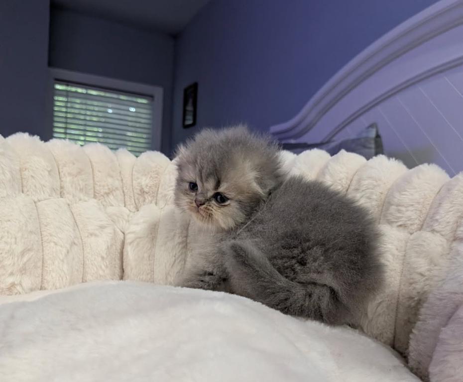 Scottish Fold photo 3