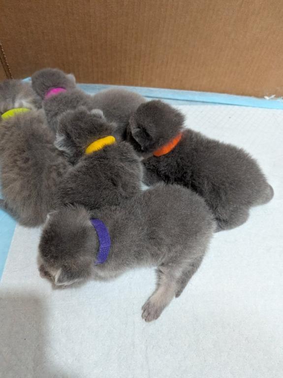Scottish Fold photo 5