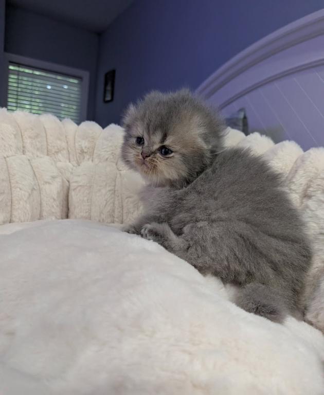 Scottish Fold photo 2