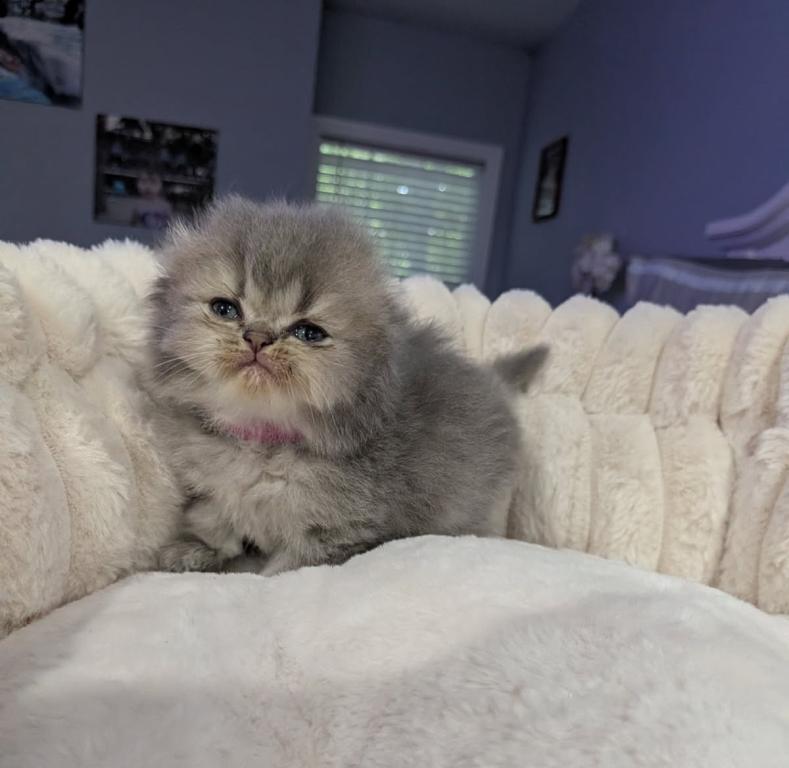 Scottish Fold photo 1