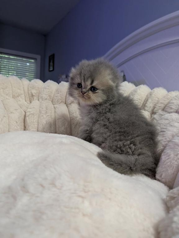 Scottish Fold photo 4