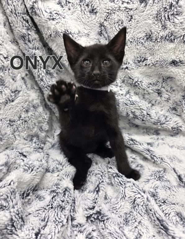 F4 SBT Savannah Kitten Onyx