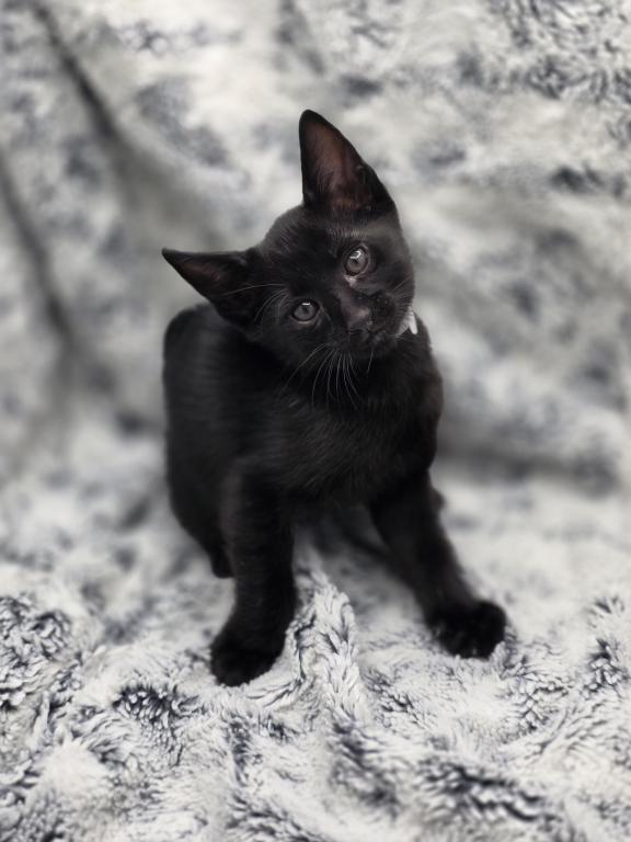 F4 SBT Savannah Kitten Onyx photo 2