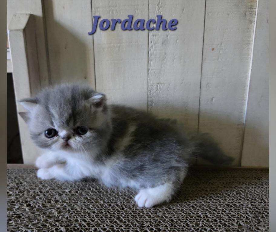 Jordache photo 2