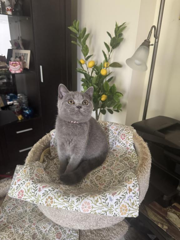 Soft Cloud photo 6