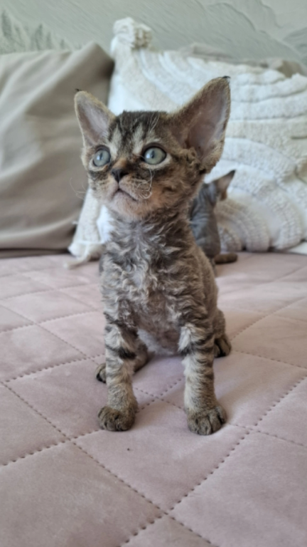 Curly Black Tabby Female photo 7