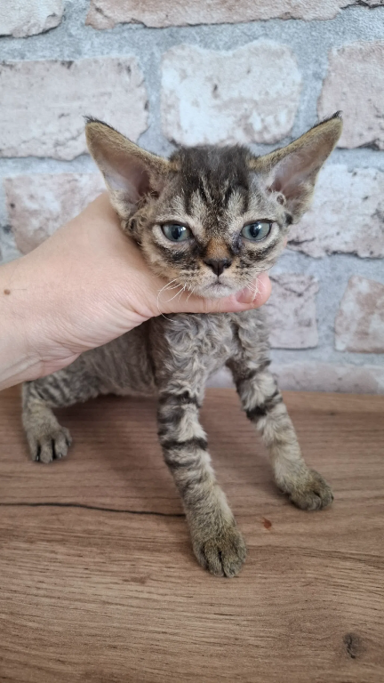 Curly Black Tabby Female photo 6