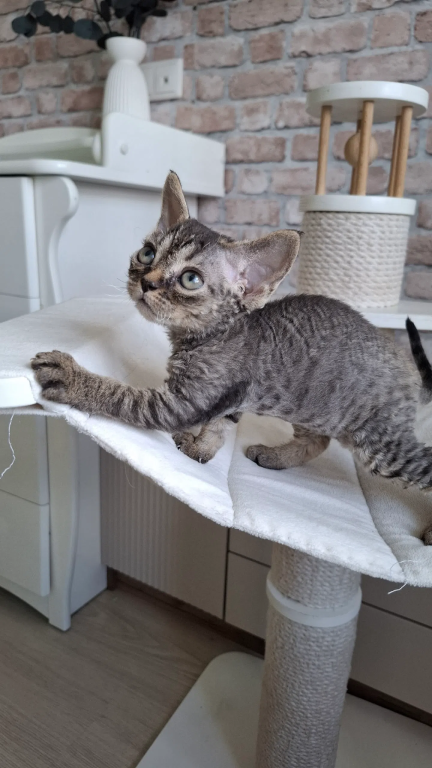 Curly Black Tabby Female photo 2