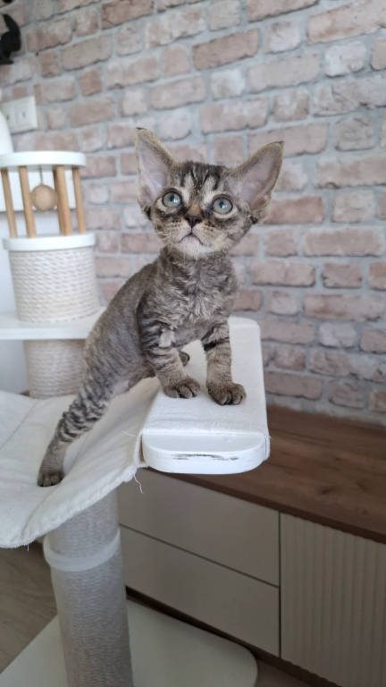 Curly Black Tabby Female photo 3