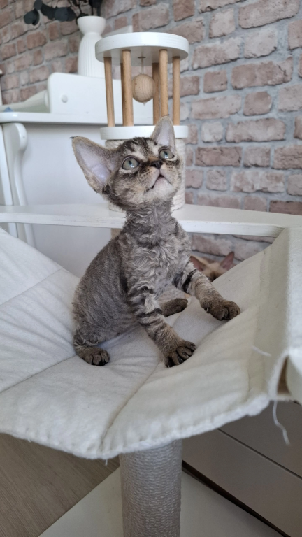 Curly Black Tabby Female photo 4